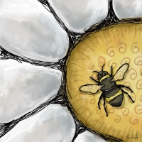 Getting up close to see a bee’s perspective of a daisy. White daisy